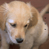Animated sequence of a light brown puppy with white patches on its head, showing subtle head movements against a brown background.