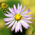 A pixelated flower with light purple petals and a yellow center against a green and yellow background.