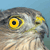 Pixelated close-up of a bird's head with yellow eyes and gray-brown feathers against a light blue background.