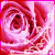 A pixelated red and pink rose with layered petals and a swirling pattern, set against a light pink background.