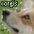 dog head close-ups with text overlays showing 'corgis' and 'rock' in various colors