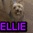 A four- displays a dog, a girl, and text labels with distinct color schemes