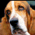Pixelated close-up of a dog's face with light brown and white fur, dark eyes, and a black nose against a solid black background.