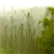 A pixelated static image showing a blurred outdoor scene with tall grasses and trees under a light sky.