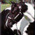 six pixelated images featuring a horse, paint splatters, and text labels