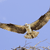 A pixelated bird with outstretched wings flies against a light blue sky background, its body angled slightly downward.