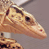Animated contact sheet showing a lizard's head in three frames with text "COOLBUDDY.COM" on the right side against a teal background.
