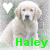 Two side-by-side pixelated images of a light-colored dog with hearts above its head, each displaying the name 'Haley' in different text styles.