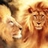 Pixelated static image of two lions with warm brown and orange tones, likely a low-resolution buddy icon from early internet era.