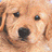 Pixelated close-up of a dog's face showing light brown fur, dark eyes, and a black nose with visible pixelation.