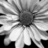 A grayscale flower with radiating petals and a dark center, rendered in pixelated style with high contrast between light and dark tones.