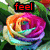 A four- shows a rose with changing text overlays: 'feel' in red, 'the' in blue, and 'rainbow' in purple, against green leaves