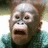 A monkey with light brown fur wears a teal knitted sweater, its mouth open in an exaggerated expression across three