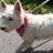 Pixelated static image of a white dog with dark eyes and nose, wearing a purple collar, standing on light ground against green foliage background.