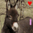 Animated contact sheet of 12 frames showing a donkey icon with changing heart symbols and text overlays in pink, blue, green, red, orange, white, yellow colors on a textured background.
