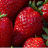 A four-quadrant image with strawberries, a field, and text on red background.