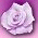 white roses on a purple gradient background with overlaid text fragments