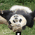Animated sequence of a panda in two distinct poses with overlaid text elements.