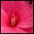 A pink flower with a central stamen, viewed from above in two adjacent frames showing slight pixel shifts.