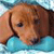 Brown dog with floppy ears rests its head on a light blue surface against a pixelated background.