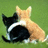 Two cats sit side-by-side on green grass, one black with white markings, the other light brown; their tails are visible.