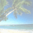Pixelated beach scene with palm tree and ocean on left, brown text on right reading "coconuts they rock so awesome" on light background.