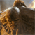 A pixelated image shows a brown animal with white patches on its face and body, positioned against a blurred background with light and dark tones.