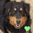 Pixelated close-up of a dog's face with dark fur and light brown muzzle, featuring a small green heart symbol in the bottom right corner.
