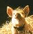 A pixelated image of a dog's face next to text reading "That'll do Pig... that'll do" in black block letters on white background.
