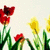 Pixelated floral scene with red and yellow tulips on green stems against a light background, featuring the word 'Spring!' in bold black-and-white text.
