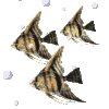 A static image of multiple fish with striped patterns swimming against a light gray background with scattered white bubbles.