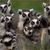 Animals icons for AIM, MSN, MySpace and Yahoo