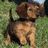 A pixelated puppy on grass with text overlay in the top-right , transitioning to a blank gray space while the puppy remains