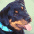 Pixelated dog with black and tan fur, blue collar, pink tongue out, next to green background with pixelated text.