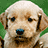 Pixelated dog face on left, bright pink background with vertical cyan text 'BFFLS' on right.