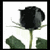 A static contact sheet of a 50x50 pixel animated icon featuring a black rose and red text on white background, with visible frame differences in the text's opacity.