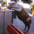 A pixelated static image shows a brown dog with a white chest lying on a red surface, viewed from above with a blurred background.