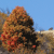 A pixelated image shows a brown and black animal with red accents against a blue sky background.