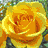 Six pixelated rose images arranged in a with text overlays on two central