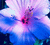 Pixelated image of a flower with pink and purple petals against blue background, rendered in low-resolution style.