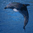 A four- shows a dolphin leaping in blue water, then on a beach with 'love' text, followed by the dolphin against an orange sky, and finally over a heart-shaped object with 'everything' text