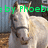 Pixelated image of a light-colored horse with brown ears and mane, standing in front of blue vertical slats and wooden flooring.