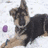 A static image divided into four quadrants: top-left shows a dog lying on snow, top-right has two black rectangles on pink background, bottom-left is a pink heart outline, and bottom-right is solid gray.