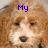 A static image of a dog's face with text overlays in blue pixelated font.