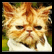 Static pixelated image of a cat's face with orange and white fur, visible eyes, nose, mouth, ears, and green background elements.