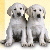 Two white dogs sit side-by-side on a light yellow background, with one dog having a pink heart symbol in the bottom right corner.