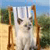 A white cat with dark patches stands between two wooden posts on a sandy path under a blue sky, with green foliage in the background.