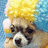 A 4-frame animated contact sheet showing a dog wearing a yellow and blue wig with pixelated text reading "OMG! Someone Please Shoot Me!!!" on black background.