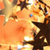 Holiday icons for AIM, MSN, MySpace and Yahoo