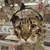 Animals icons for AIM, MSN, MySpace and Yahoo